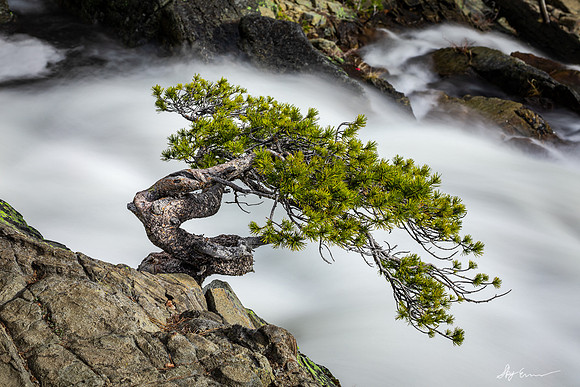A print of a Tahoe Bonsai