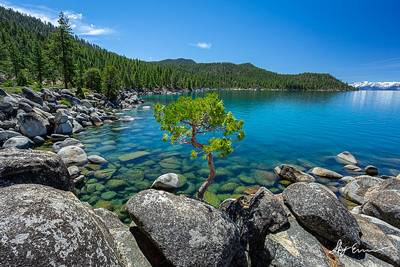 East Shore Bonsai