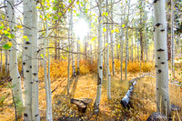 Dazzling Woods