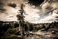 Old Tree and Rowdy Sky
