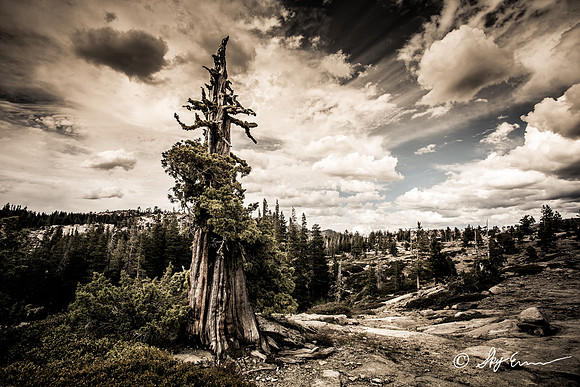 Old Tree and Rowdy Sky