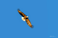 Bald Eagle in Morning Light