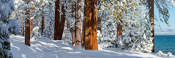 Snowy Cedars and Pines