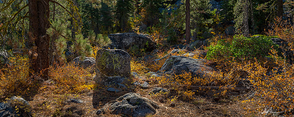 Amelanchier and Granite