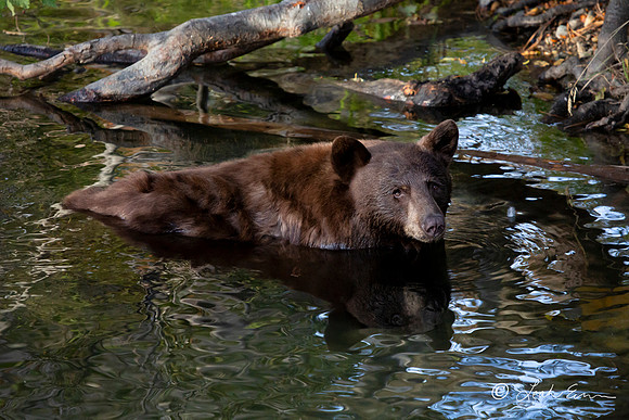Swimming Black Bear