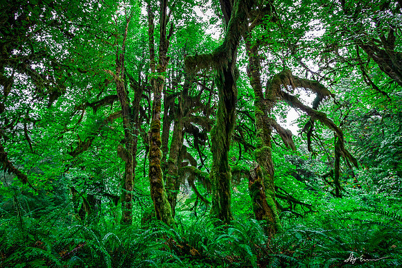 The Hoh Grove