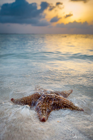 Cayman Starfish