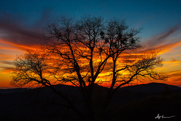 Oak Tree with Sunset