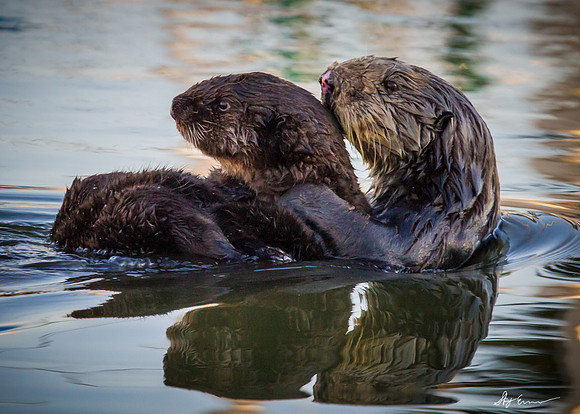 Momma and Baby Sea Otter