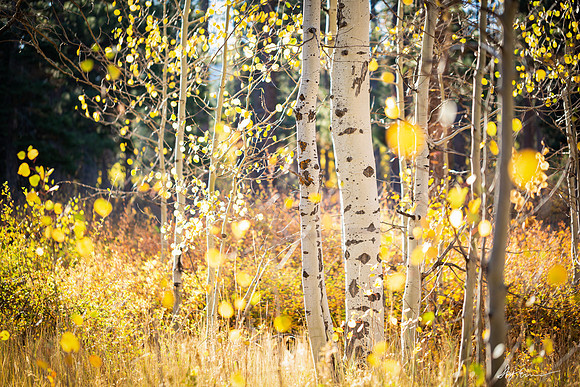 Autumn Magic