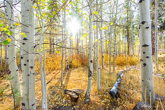 Dazzling Woods