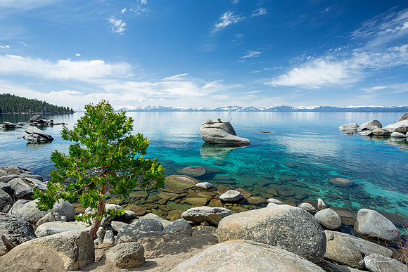 Bonsai Bliss